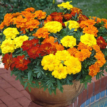Dwarf Mixed Marigold Seeds – Flower Plant