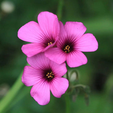 Pink Wood-Sorrel Oxalis Debilis Seeds – Flower Plant