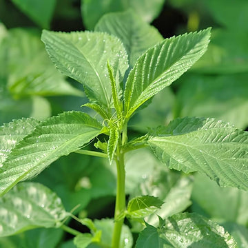 Egyptian Green Molokhia Seeds – Herbal Plant