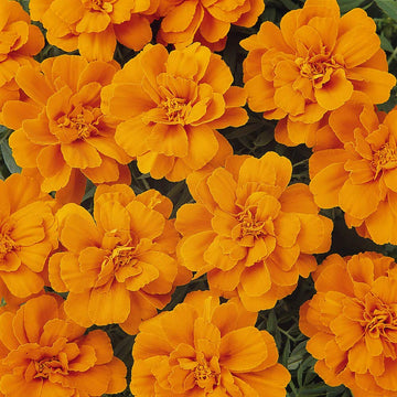 Durango Tangerine Marigold Seeds – Flower Plant