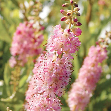 Pink Summersweet Seeds – Flower Plant