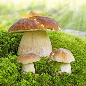 Brown Mushroom Seeds – Vegetable Plant