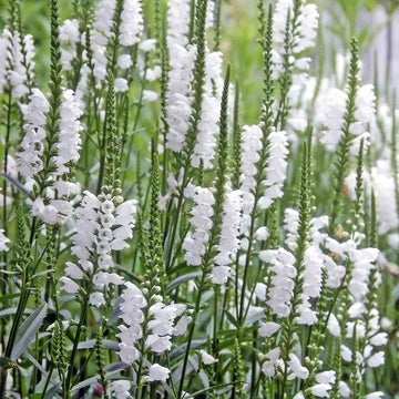 White Obedient Plant Seeds – Flower Plant