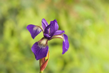 Bearded Iris Seeds – Flower Plant