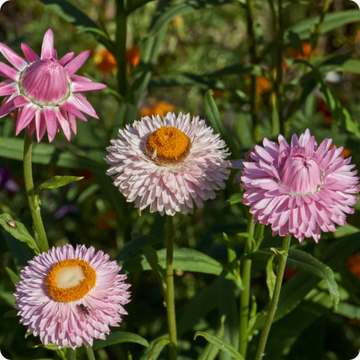 Strawflower Seeds – Heirloom