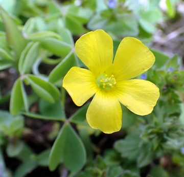 Wood Sorrel Oxalis Seeds – Flower Plant