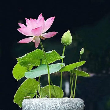 Root Lotus Seeds –  Flower Plant