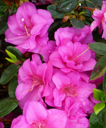 Evergreen Shrub Japanese Azalea Seeds –  Flower Plant