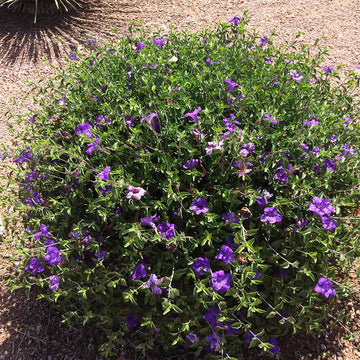 Drought Tolerant Wildflower Purple Desert Seeds – Flower Plant