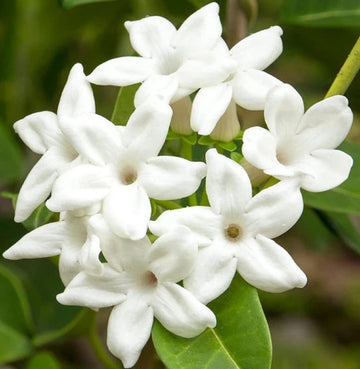 Stephanotis Madagascar Jasmine Seeds – Flower Plant