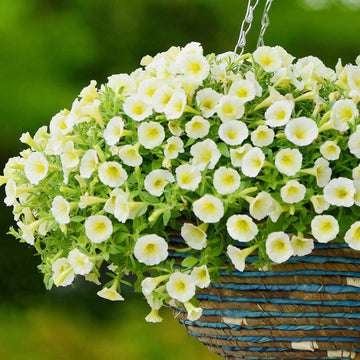 Yellow and White Petunia Seeds – Flower Plant