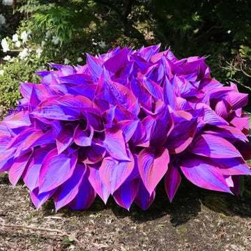 Hosta Seeds –  Blue and Purple