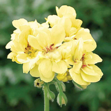 light yellow Geranium Seeds - Flower Plant