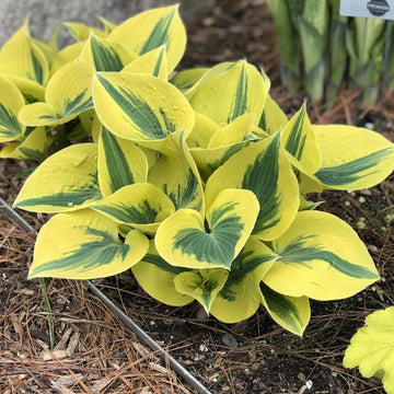 Hosta Seeds – Autumn Frost