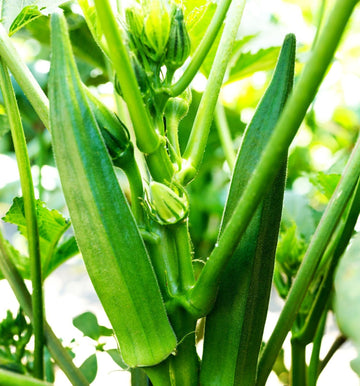 Clemson Okra Seeds – Vegetable Plant