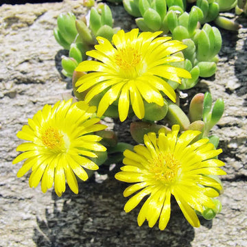 Yellow Ice Plant Seeds – Flower Plant