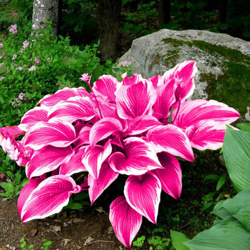 Pink Hosta Seeds – Flower Plant
