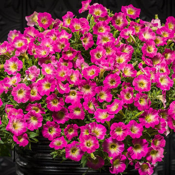 Supertunia Petunia Seeds – Flower Plant