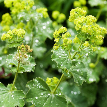 Alchemilla Mollis Seeds Lady’s Mantle – Herbal Plant