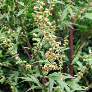 Mugwort Seeds - Herbal Plant For Home Gardens