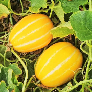 Gold Neungju Seeds – Vegetable Plant
