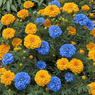 Blue and Yellow Marigold Seeds – Flower Plant