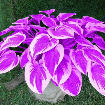 Purple & White Hosta Seeds – Flower Plant