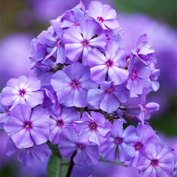 Phlox Seeds - Flower Plant for Home Gardens