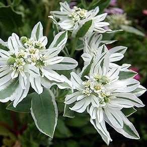 Snow on The Mountain Seeds - Herbal Plant