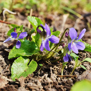Light Purple Johnny Jump Up Seeds – Flower Plant