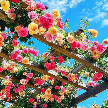 Mix Climbing Rose Seeds – Flower Plant