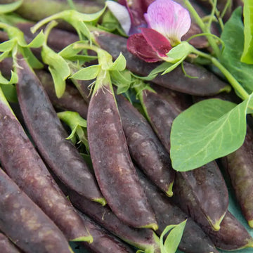 Sugar Magnolia Snap Pea Seeds – Vegetable Plant