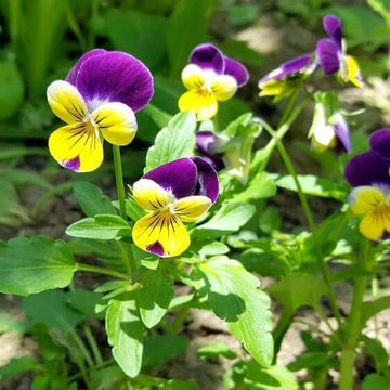Viola tricolor Johnny Jump Up Seeds – Flower Plant