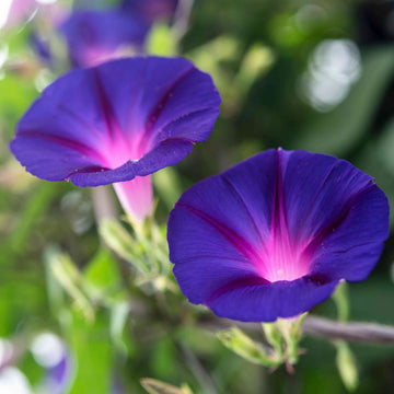 Ipomoea Purpurea Morning Glory Seeds – Flower Plant