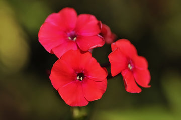 Drummond Phlox Seeds – Flower Plant
