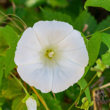 White Moonflower Seeds – Flower Plant
