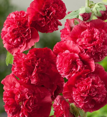 Double Red Hollyhock Seeds – Flower Plant