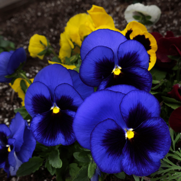 Swiss Giant Pansy Seeds – Flower Plant