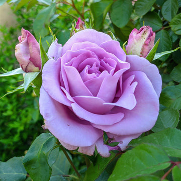 Purple Climbing Rose Seeds – Flower Plant