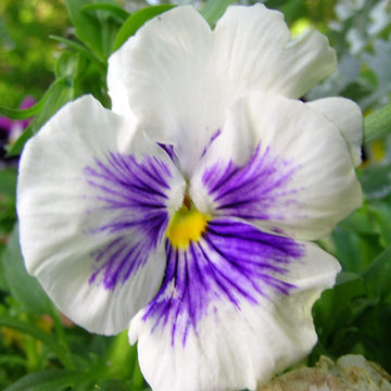 White Violet Pansy Seeds – Flower Plant