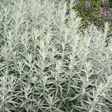 Silver Sagebrush Seeds – Herbal Plant