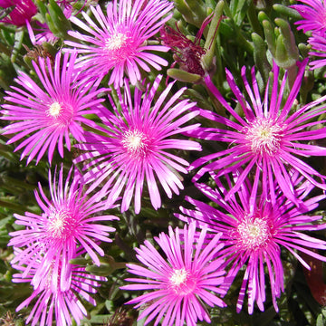 Delosperma Ice Plant Seeds – Flower Plant