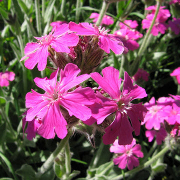 Flos-Jovis Lychnis Seeds – Flower Plant