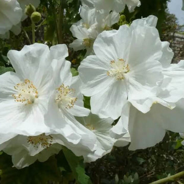 Abutilon Seeds – Heirloom
