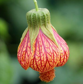 Abutilon Seeds – Striatum
