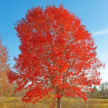 Autumn Blaze Maple Tree Seeds – Flower Plant