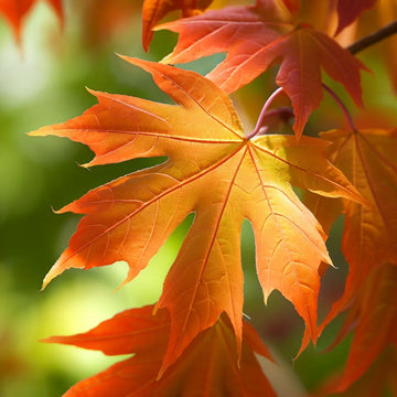 Acer saccharum Sugar Maple Seeds – Herbal Plant