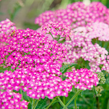 Achillea Seeds - Cerise Queen Yarrow
