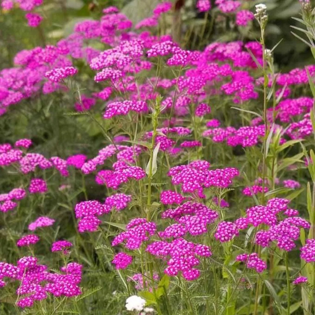 Achillea Seeds - Cerise Queen Yarrow
