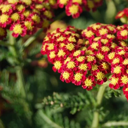 Achillea Seeds – Firefly Bright Yellow and Red Perennial
